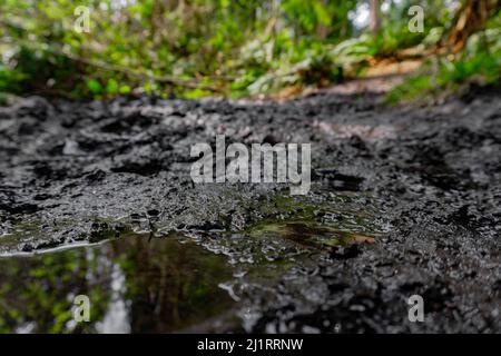 Sentier boueux avec sol brillant et sentier éclairé par le soleil. Banque D'Images