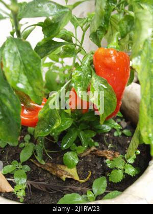 Poivrons rouges cultivés en pot d'argile à Xanthates, Corfou Grèce Banque D'Images