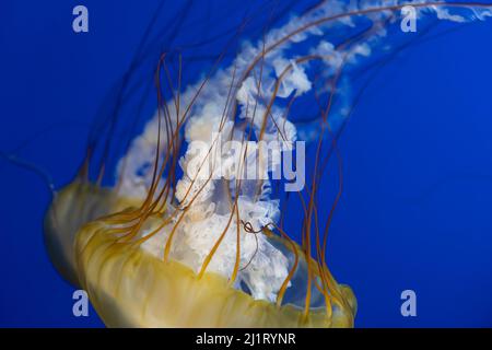 Des orties marines du Pacifique (Chrysaora fuscescens) exposées à l'aquarium des mers du Pacifique dans le zoo et aquarium de point Defiance à Tacoma, Washington. Banque D'Images