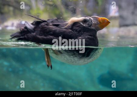 Un curieux macareux touffé (Fratercula cirrhota) garde un œil sur les visiteurs de l'exposition Rocky Shores à l'aquarium des mers du Pacifique dans le point Defiance Banque D'Images