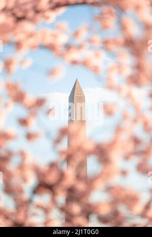 Des cerisiers en fleurs roses encadrent le Washington Monument à Washington DC le matin. Banque D'Images