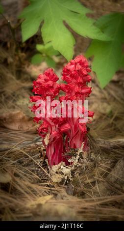 Sarcodes sanguinea, fleur de neige. C'est une plante parasitaire qui dérive la subsistance et les nutriments des champignons mycorhiziens qui se fixent aux racines des arbres. Banque D'Images