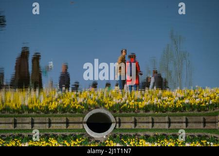 Lisse, pays-Bas. 26th mars 2022. Visite du parc de Keukenhof à Lisse, pays-Bas, le 26 mars 2022. Le parc est ouvert au public du 24 mars au 15 mai de cette année. Credit: Zhang Cheng/Xinhua/Alay Live News Banque D'Images