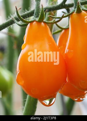 Un gros plan vertical de tomates cerises de poire jaune suspendues sur une plante de tomate dans le jardin juste après une pluie. Banque D'Images