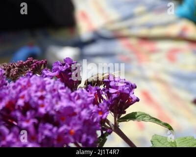 Photo d'une abeille collectant le nectar de la fleur de lavande dans le jardin par une journée ensoleillée avec un arrière-plan flou Banque D'Images