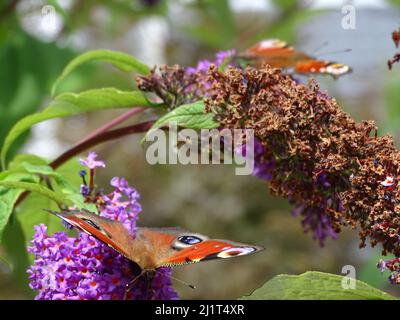 Photo sélective d'un papillon paon collectant le pollen d'une lavande dans le jardin par une journée ensoleillée avec un arrière-plan flou Banque D'Images