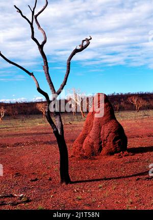 Burnt Tree Termite Mound, Pilbara, Australie du Nord-Ouest Banque D'Images