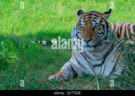 Le tigre du Bengale se trouve sous un arbre dans le zoo Banque D'Images