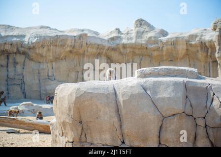 macaque se trouve sur une pierre dans le zoo Banque D'Images