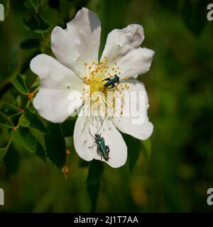 Coléoptère vert, Oedemera nobilis, sur une fleur en été Banque D'Images