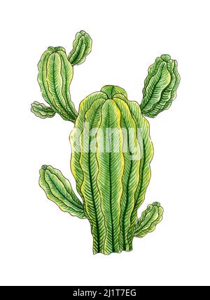 Illustration aquarelle du cactus rayé vert et jaune. Il est parfait pour les cartes postales, les affiches, les bannières, les invitations, les cartes de vœux, imprime. Isoler Banque D'Images