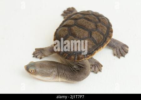 Tortue mouchetée isolée sur fond blanc Banque D'Images