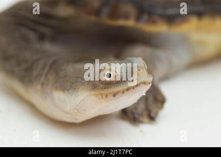 Tortue mouchetée isolée sur fond blanc Banque D'Images