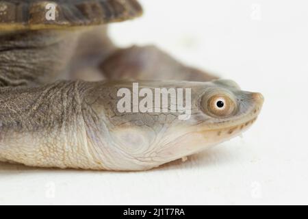 Tortue mouchetée isolée sur fond blanc Banque D'Images