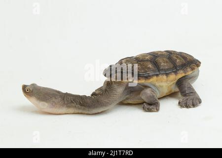 Tortue mouchetée isolée sur fond blanc Banque D'Images