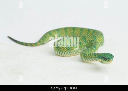 Borneo Keeled Pit Viper Tropidolaemus subannulatus isolé sur fond blanc Banque D'Images