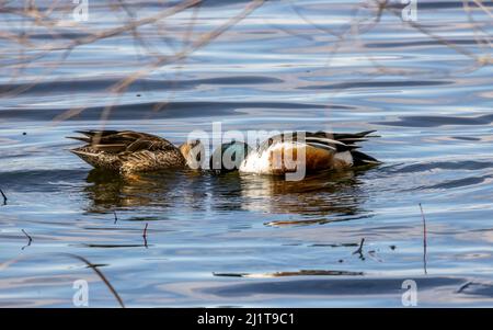 Une paire de canards sauvages mâles et femelles dans le parc national de Barr Lake, Brighton, Colorado Banque D'Images