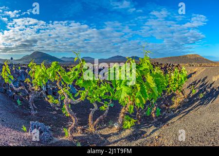 De belles vignes poussent sur un sol volcanique à la Geria Banque D'Images