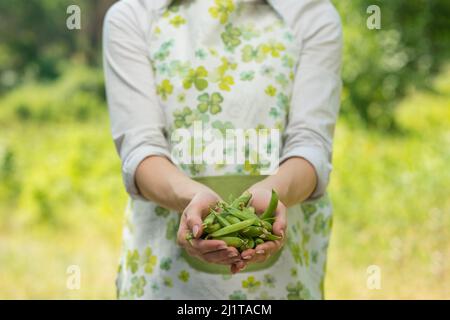 Une femme avec des pois verts entre ses mains, dans une ferme ou dans un potager. Le concept de la récolte ou de la vente de légumes Banque D'Images