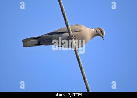 Une photo à angle bas d'une colombe à col eurasien se tient sur un fil électrique contre un ciel bleu clair Banque D'Images