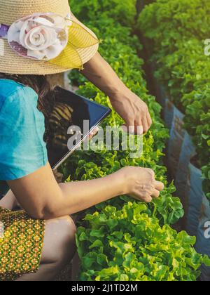 Main de la femme jardinier recherche et de vérifier la qualité de la laitue de chêne vert frais avec un comprimé numérique dans la ferme biologique. Contrôle agricole asiatique sur Green Oak L. Banque D'Images