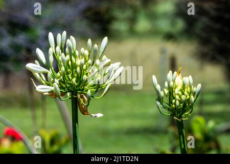 Uo proche de l'Agapanthus blanc libéré des bractées de protection avec des fleurs encore à ouvrir. Banque D'Images