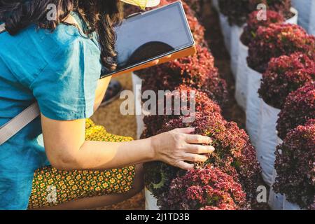 Main de la femme jardinier recherche et de vérifier la qualité de la laitue Red Oak fraîche avec un comprimé numérique dans une ferme biologique. Contrôle agricole asiatique sur Red Oak Lettu Banque D'Images