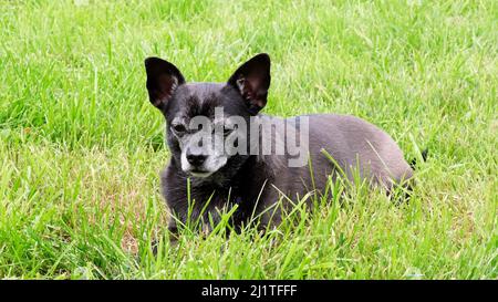 Un chien chihuahua noir se trouve dans l'herbe. En été, animaux de compagnie Banque D'Images