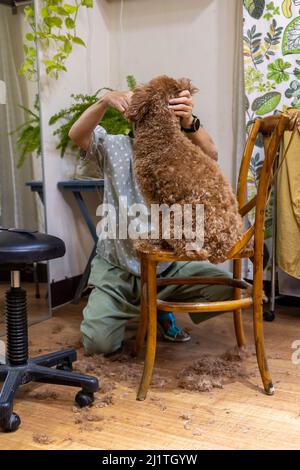 Femme asiatique toilettant chien brun coodle à sa maison Banque D'Images