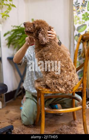 Femme asiatique toilettant chien brun coodle à sa maison Banque D'Images