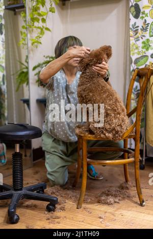 Femme asiatique toilettant chien brun coodle à sa maison Banque D'Images