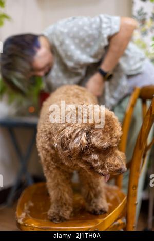 Femme asiatique toilettant chien brun coodle à sa maison Banque D'Images