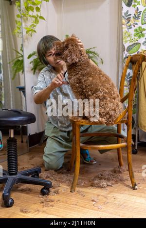 Femme asiatique toilettant chien brun coodle à sa maison Banque D'Images