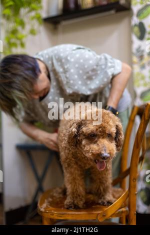 Femme asiatique toilettant chien brun coodle à sa maison Banque D'Images