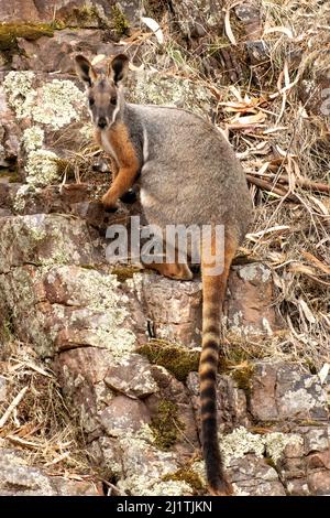 Rock-wallaby à pieds jaunes, Petrogale xanthopus dans la gorge de Warren, près de Quorn, Australie méridionale, Australie Banque D'Images