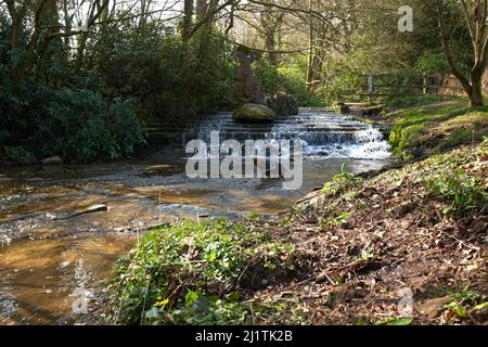 Petit chien debout dans un ruisseau Banque D'Images