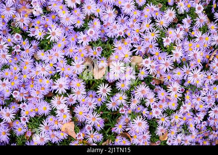 Aster dumosus Blue Lagoon ou oreillers Aster dans le jardin d'automne Banque D'Images