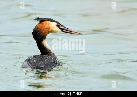 Humide super grebe à crête flottant dans un lac. Avec petites ondulations sur la surface de l'eau. Arrière-plan flou, espace de copie. Genre Podiceps cristatus.Slovaquie Banque D'Images