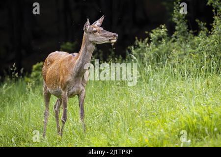 Au printemps, une femelle de cerf rouge se promenant dans une longue herbe Banque D'Images