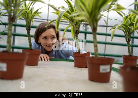 une jeune femme souriante qui fait du shopping dans un fleuriste et choisit des plantes de maison. sélectionne un dracaena sur une étagère dans la serre. Banque D'Images
