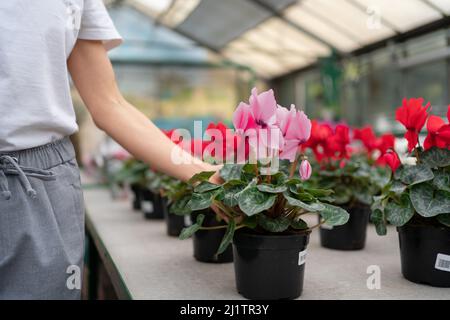 Le cyclamen hiverne les fleurs en serre. Plantez dans un pot en gros plan. La main de la femme en gros plan prend une usine du comptoir dans le supermarché. Banque D'Images