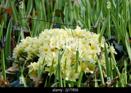 Fleurs de Primrose - Primula vulgaris. Primroses de printemps fleurs jaunes, primula polyanthus, primroses blanches dans les prairies de printemps. Médecine à base de plantes Banque D'Images