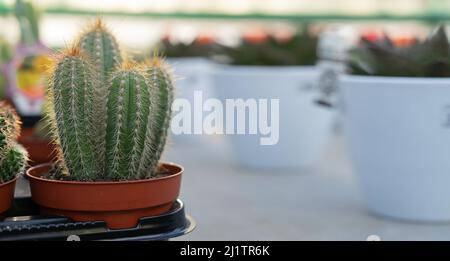 gros plan d'une maison dans un pot cactus sur le comptoir dans un supermarché ou un centre de jardin. Bannière. Banque D'Images