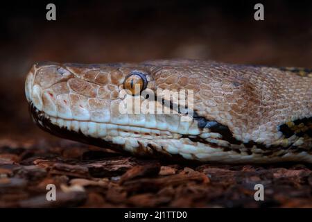 Portrait de serpent, python réticulé, Malayopython reticulatus, dans l'habitat naturel, Malaisie en Asie. Viper dans la forêt sombre, gros plan. Banque D'Images