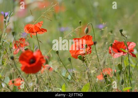 Prairie de fleurs sauvages avec coquelicots rouges, marguerites et bleuets, juillet : Whatman Park, Maidstone, Kent, ROYAUME-UNI. Banque D'Images