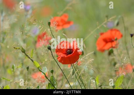 Prairie de fleurs sauvages avec coquelicots rouges, marguerites et bleuets, juillet : Whatman Park, Maidstone, Kent, ROYAUME-UNI. Banque D'Images