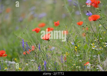 Prairie de fleurs sauvages avec coquelicots rouges, marguerites et bleuets, juillet : Whatman Park, Maidstone, Kent, ROYAUME-UNI. Banque D'Images