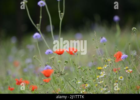 Prairie de fleurs sauvages avec coquelicots rouges, marguerites et bleuets, juillet : Whatman Park, Maidstone, Kent, ROYAUME-UNI. Banque D'Images