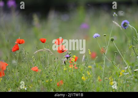 Prairie de fleurs sauvages avec coquelicots rouges, marguerites et bleuets, juillet : Whatman Park, Maidstone, Kent, ROYAUME-UNI. Banque D'Images