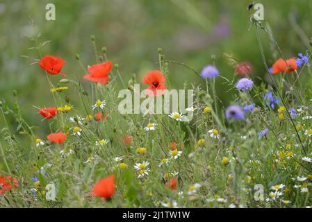 Prairie de fleurs sauvages avec coquelicots rouges, marguerites et bleuets, juillet : Whatman Park, Maidstone, Kent, ROYAUME-UNI. Banque D'Images